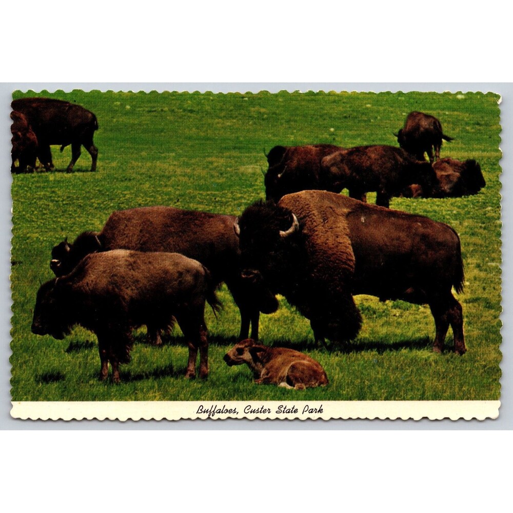 Vintage Postcard Buffaloes Custer State Park Black Hills South dakota Unposted